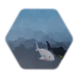 Koi Carp