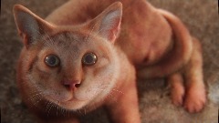 It's a Cat 🐱