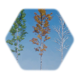 Bigtooth Aspen Tree