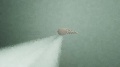 Playlist: Weird and Wonderful 4